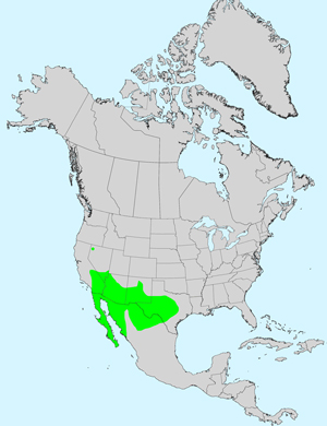 North America species range map for Ambrosia monogyra: Click image for full size map